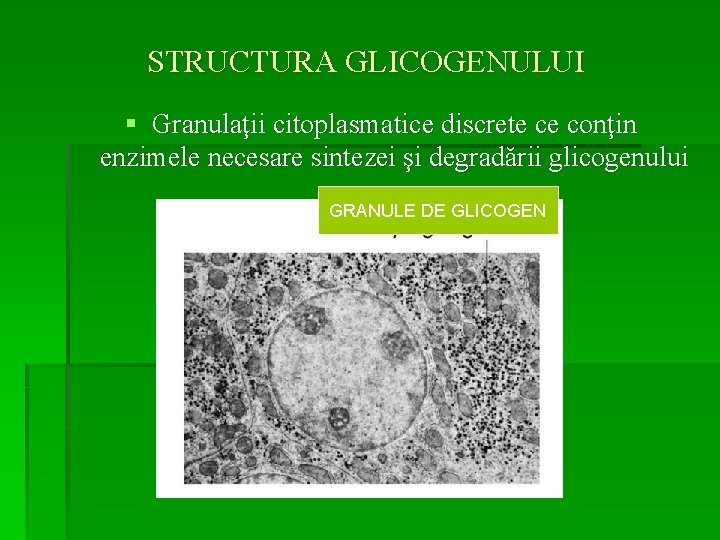 STRUCTURA GLICOGENULUI § Granulaţii citoplasmatice discrete ce conţin enzimele necesare sintezei şi degradării glicogenului