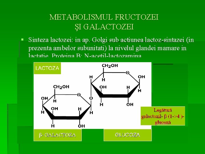 METABOLISMUL FRUCTOZEI ŞI GALACTOZEI § Sinteza lactozei: in ap. Golgi sub actiunea lactoz-sintazei (in