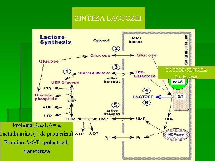 Proteina B/α-LA= α Lactalbumina (+ de prolactina) Proteina A/GT= galactoziltransferaza SINTEZA LACTOZEI LACTOZ-SINTAZA 2