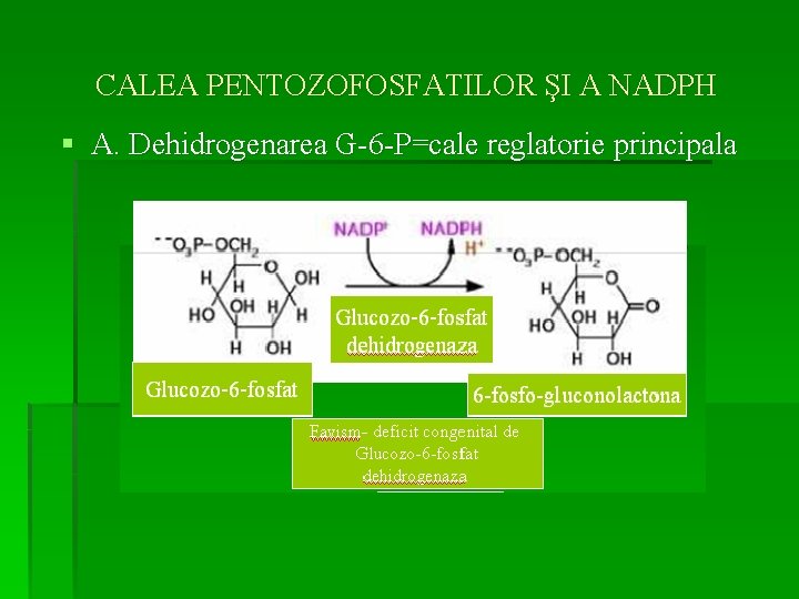 CALEA PENTOZOFOSFATILOR ŞI A NADPH § A. Dehidrogenarea G-6 -P=cale reglatorie principala 