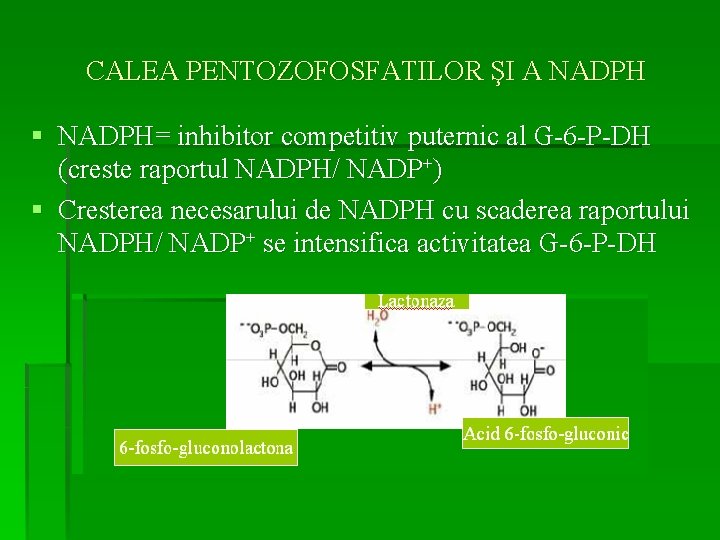 CALEA PENTOZOFOSFATILOR ŞI A NADPH § NADPH= inhibitor competitiv puternic al G-6 -P-DH (creste