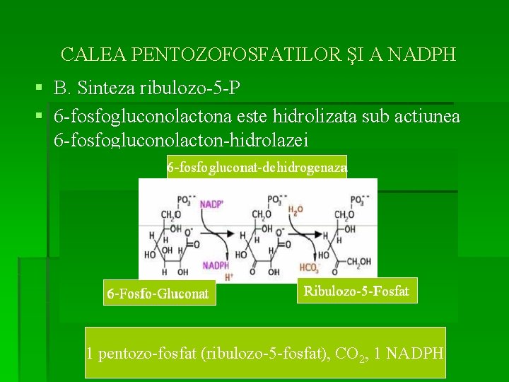 CALEA PENTOZOFOSFATILOR ŞI A NADPH § B. Sinteza ribulozo-5 -P § 6 -fosfogluconolactona este