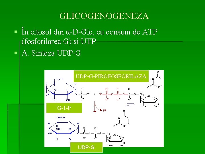 GLICOGENEZA § În citosol din α-D-Glc, cu consum de ATP (fosforilarea G) si UTP