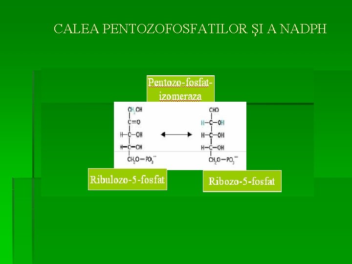 CALEA PENTOZOFOSFATILOR ŞI A NADPH 