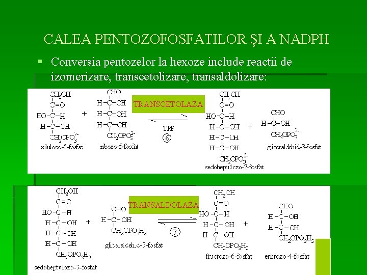 CALEA PENTOZOFOSFATILOR ŞI A NADPH § Conversia pentozelor la hexoze include reactii de izomerizare,
