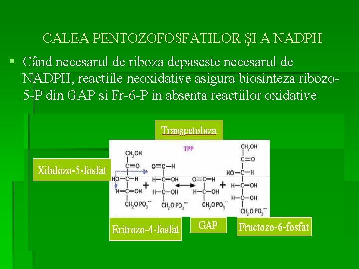 CALEA PENTOZOFOSFATILOR ŞI A NADPH § Când necesarul de riboza depaseste necesarul de NADPH,