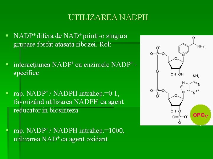 UTILIZAREA NADPH § NADP+ difera de NAD+ printr-o singura grupare fosfat atasata ribozei. Rol: