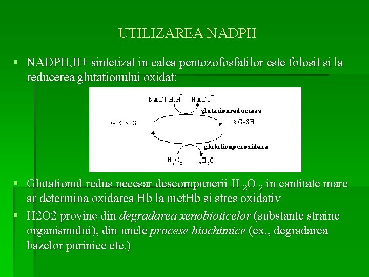 UTILIZAREA NADPH § NADPH, H+ sintetizat in calea pentozofosfatilor este folosit si la reducerea