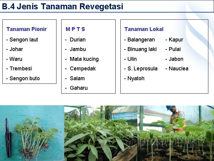 B. 4 Jenis Tanaman Revegetasi Tanaman Pionir MPTS Tanaman Lokal - Sengon laut -