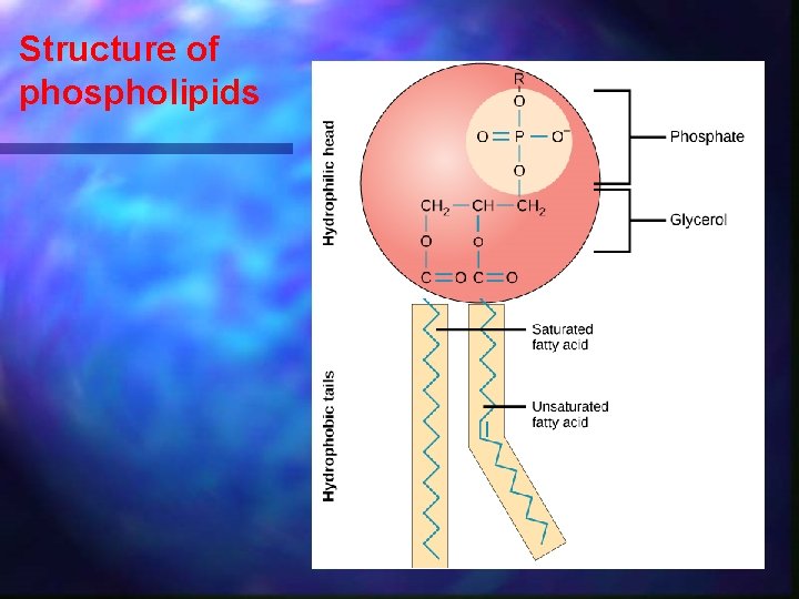 Structure of phospholipids 