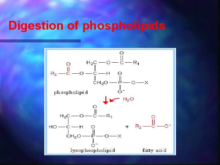 Digestion of phospholipids 