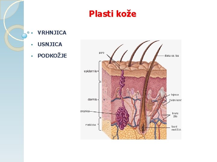 Plasti kože § VRHNJICA § USNJICA § PODKOŽJE 