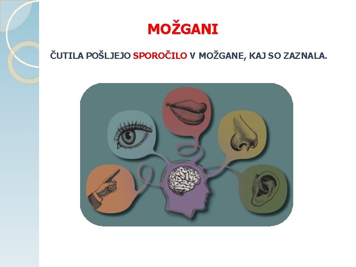 MOŽGANI ČUTILA POŠLJEJO SPOROČILO V MOŽGANE, KAJ SO ZAZNALA. 