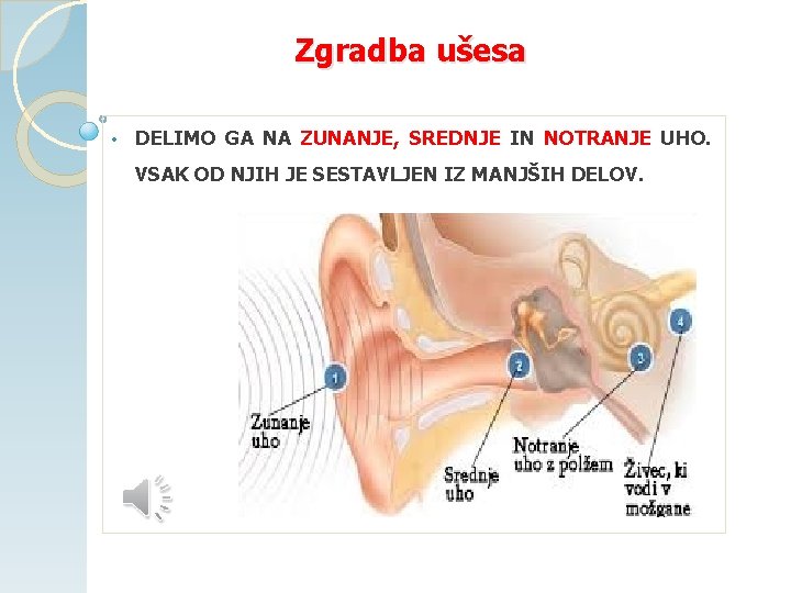 Zgradba ušesa • DELIMO GA NA ZUNANJE, SREDNJE IN NOTRANJE UHO. VSAK OD NJIH