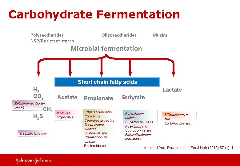 Carbohydrate Fermentation Polysaccharides NSP/Resistant starch Oligosaccharides Mucins Microbial fermentation Short chain fatty acids H