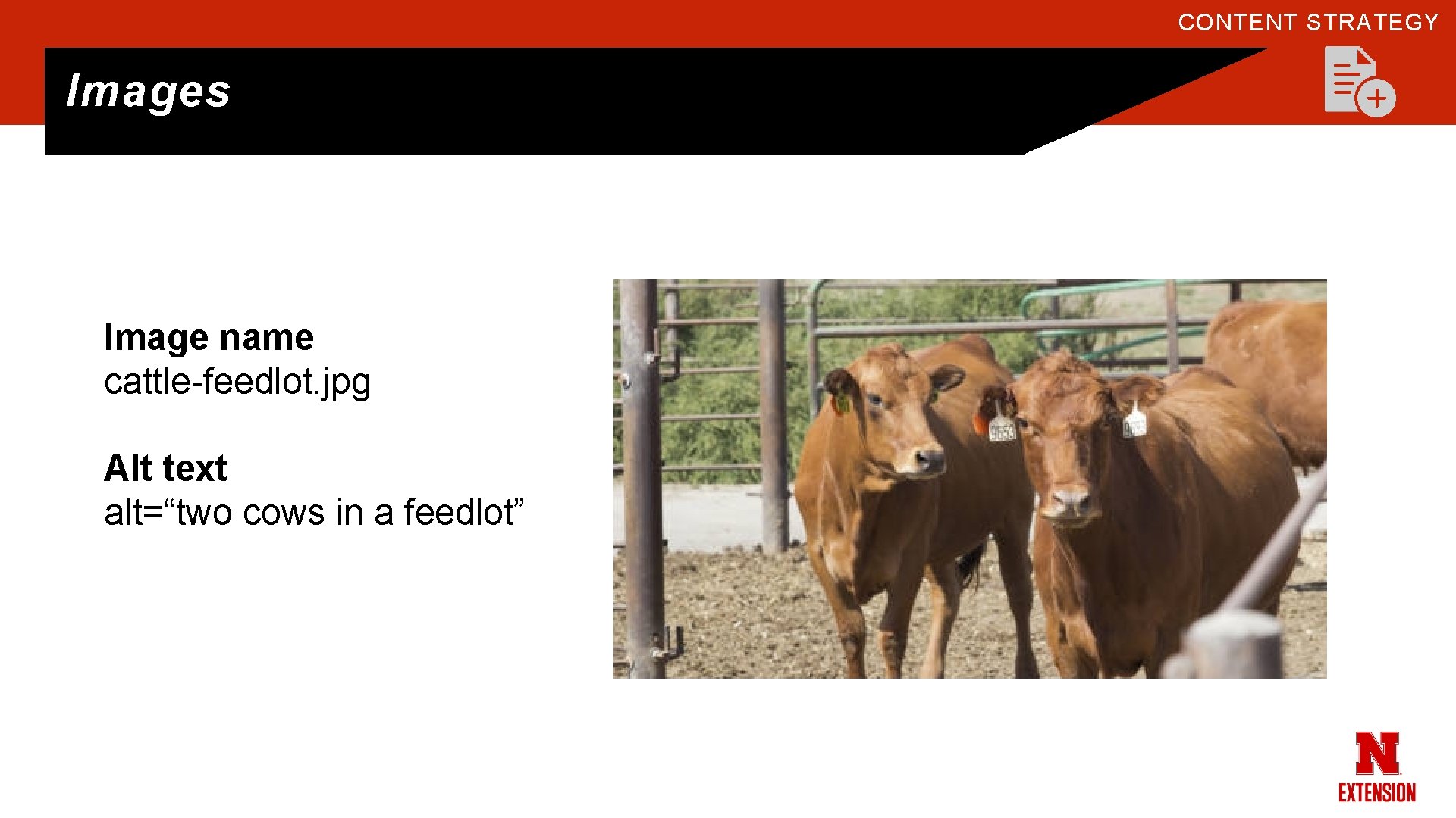 CONTENT STRATEGY Images Image name cattle-feedlot. jpg Alt text alt=“two cows in a feedlot”