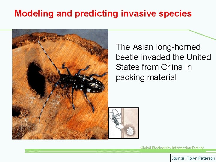 Modeling and predicting invasive species The Asian long-horned beetle invaded the United States from