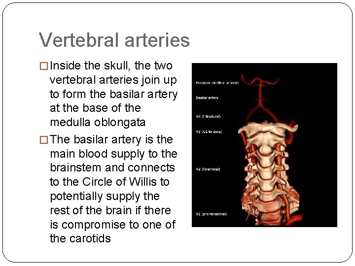 Vertebral arteries � Inside the skull, the two vertebral arteries join up to form