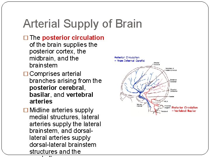 Arterial Supply of Brain � The posterior circulation of the brain supplies the posterior