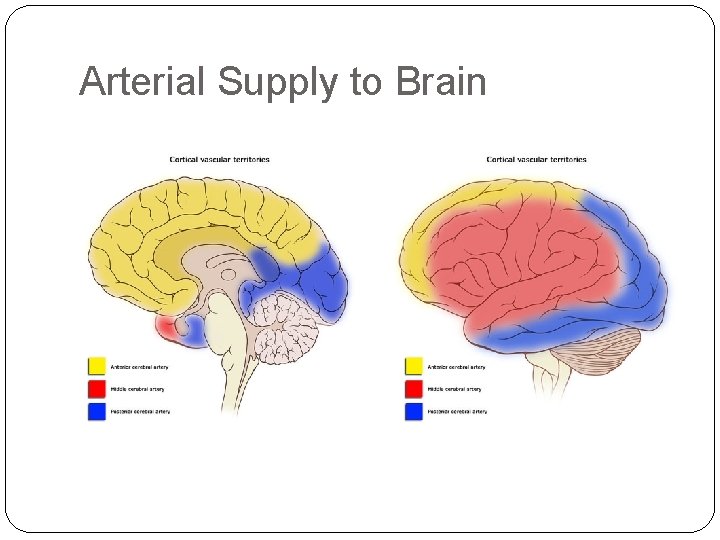Arterial Supply to Brain 