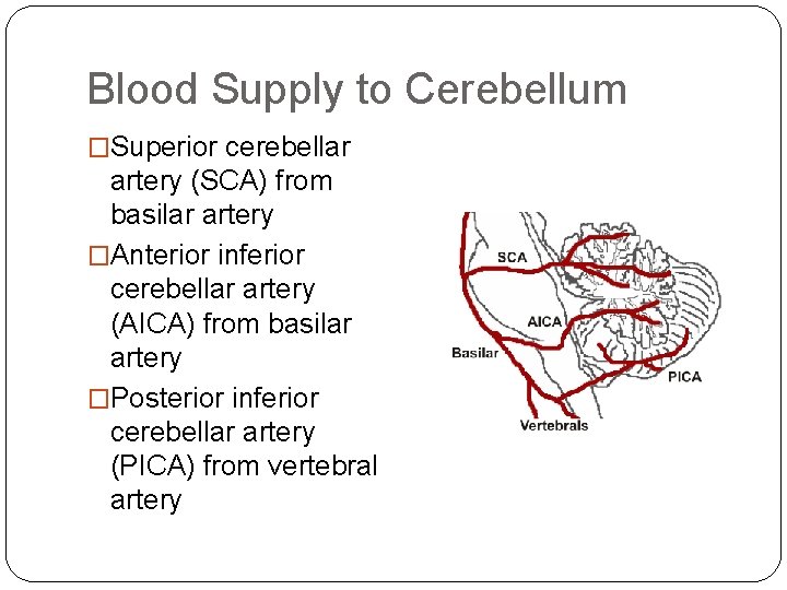 Blood Supply to Cerebellum �Superior cerebellar artery (SCA) from basilar artery �Anterior inferior cerebellar