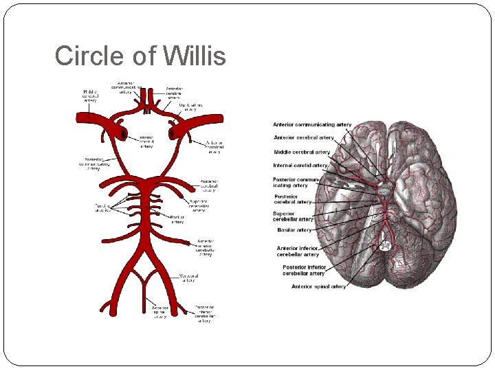 Circle of Willis 