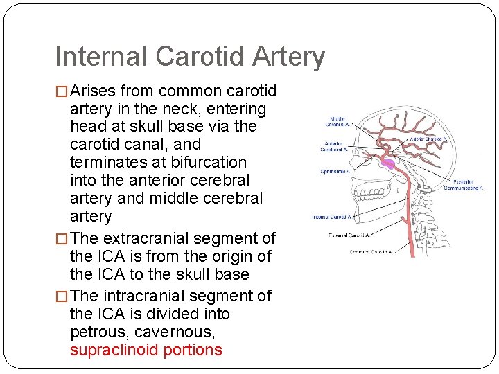Internal Carotid Artery � Arises from common carotid artery in the neck, entering head