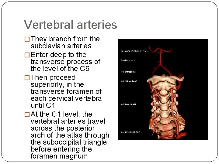 Vertebral arteries � They branch from the subclavian arteries � Enter deep to the