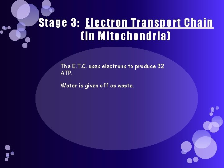 Stage 3: Electron Transport Chain (in Mitochondria) The E. T. C. uses electrons to
