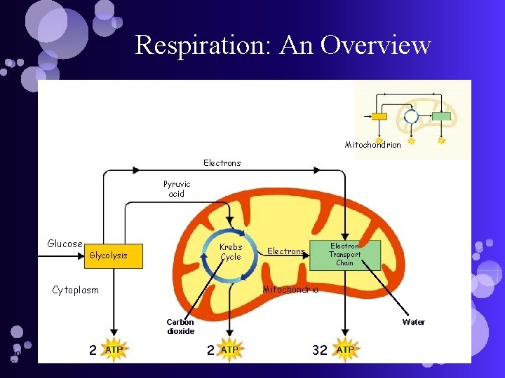 Respiration: An Overview Mitochondrion Electrons Pyruvic acid Glucose Krebs Cycle Glycolysis Cytoplasm Electron Transport
