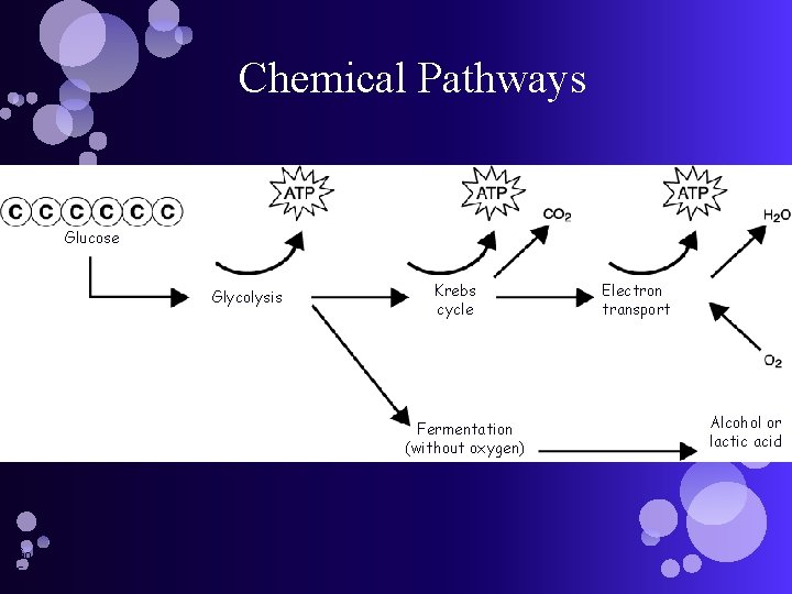 Chemical Pathways Glucose Glycolysis Krebs cycle Fermentation (without oxygen) Go to Section: Electron transport