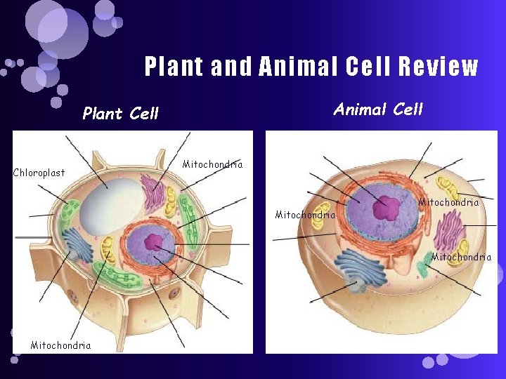 Plant and Animal Cell Review Animal Cell Plant Cell Chloroplast Mitochondria Mitochondria 