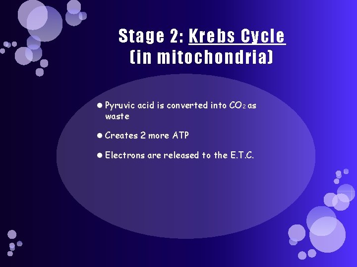 Stage 2: Krebs Cycle (in mitochondria) Pyruvic acid is converted into CO 2 as