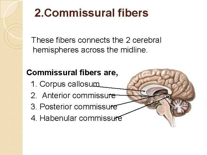 2. Commissural fibers These fibers connects the 2 cerebral hemispheres across the midline. Commissural