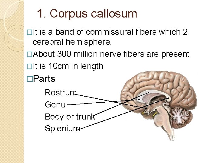 1. Corpus callosum �It is a band of commissural fibers which 2 cerebral hemisphere.