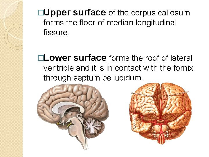 �Upper surface of the corpus callosum forms the floor of median longitudinal fissure. �Lower