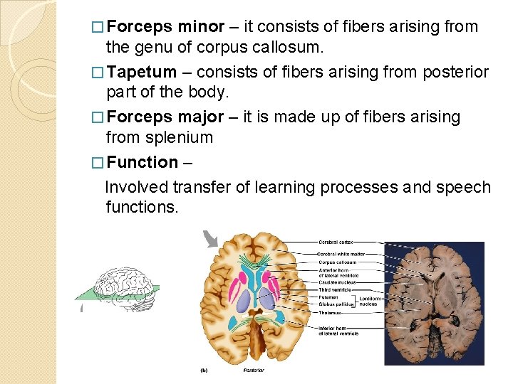 � Forceps minor – it consists of fibers arising from the genu of corpus