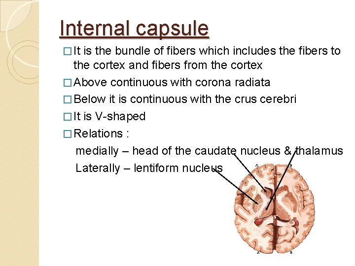 Internal capsule � It is the bundle of fibers which includes the fibers to