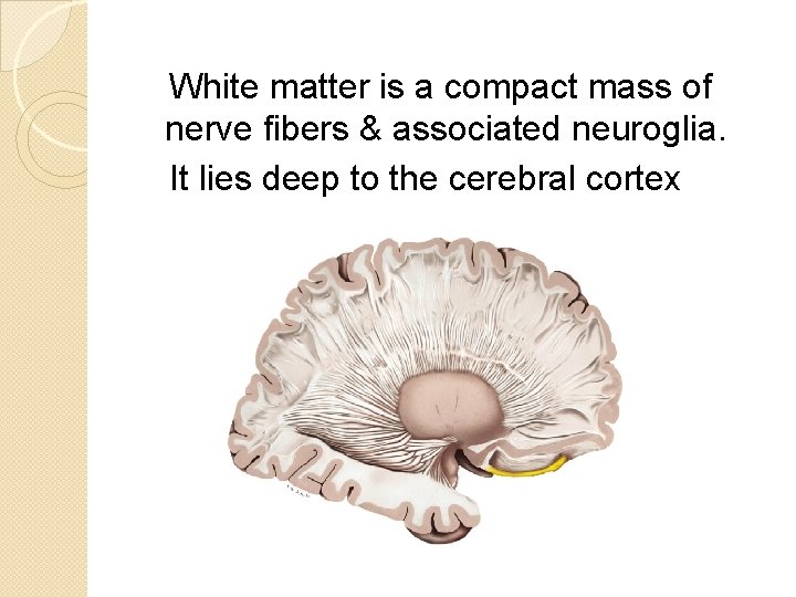 White matter is a compact mass of nerve fibers & associated neuroglia. It lies
