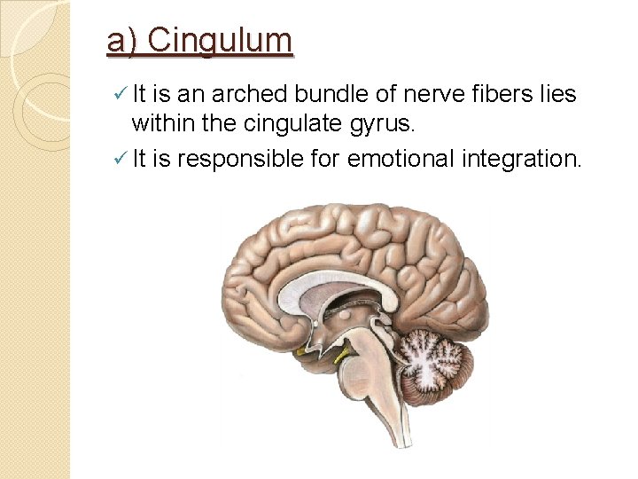 a) Cingulum ü It is an arched bundle of nerve fibers lies within the