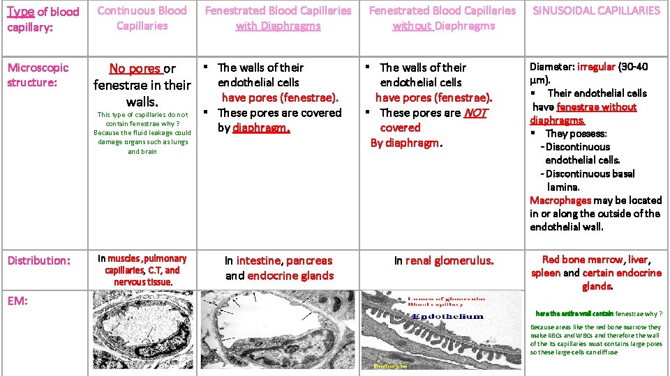 Type of blood Continuous Blood Capillaries Microscopic structure: § The walls of their No