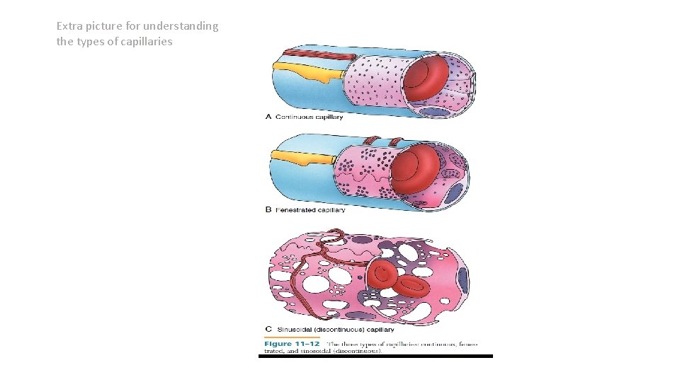 Extra picture for understanding the types of capillaries 