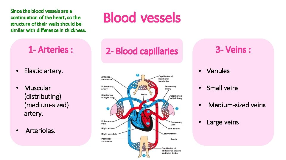 Since the blood vessels are a continuation of the heart, so the structure of