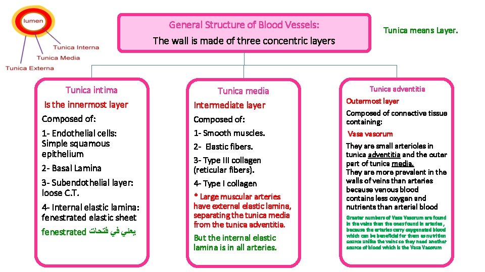 General Structure of Blood Vessels: The wall is made of three concentric layers Tunica