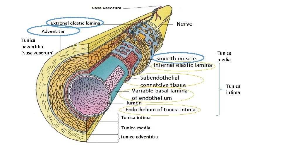 Tunica adventitia (vasa vasorum) Tunica media Tunica intima 
