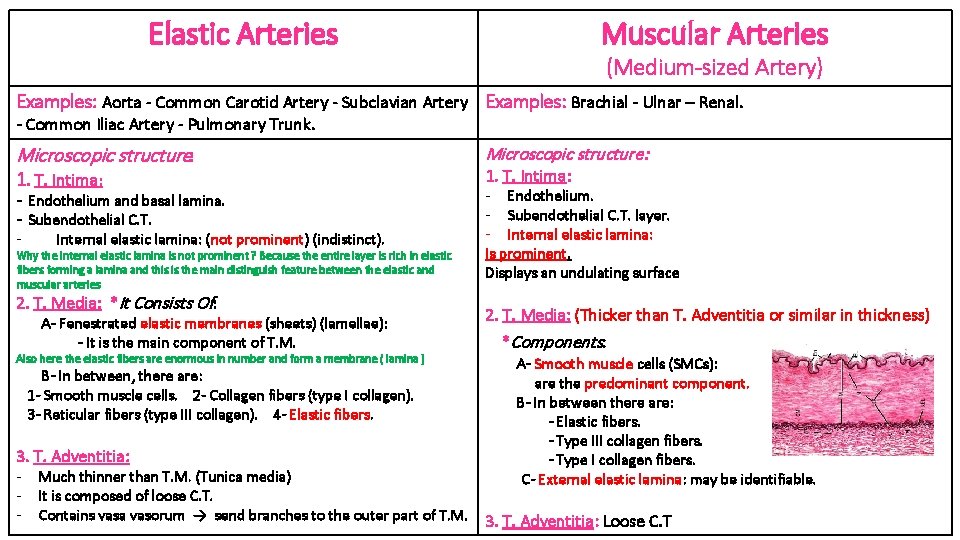 Elastic Arteries Muscular Arteries (Medium-sized Artery) Examples: Aorta - Common Carotid Artery - Subclavian