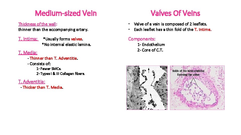 Medium-sized Vein Valves Of Veins Thickness of the wall: thinner than the accompanying artery.