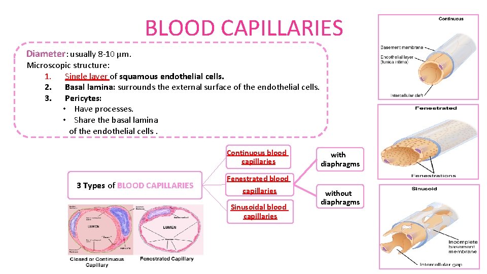 BLOOD CAPILLARIES Diameter: usually 8 -10 µm. Microscopic structure: 1. Single layer of squamous