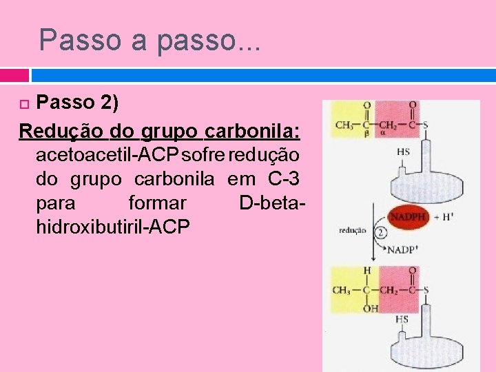 Passo a passo. . . Passo 2) Redução do grupo carbonila: acetoacetil-ACP sofre redução