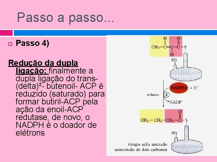 Passo a passo. . . Passo 4) Redução da dupla ligação: finalmente a dupla